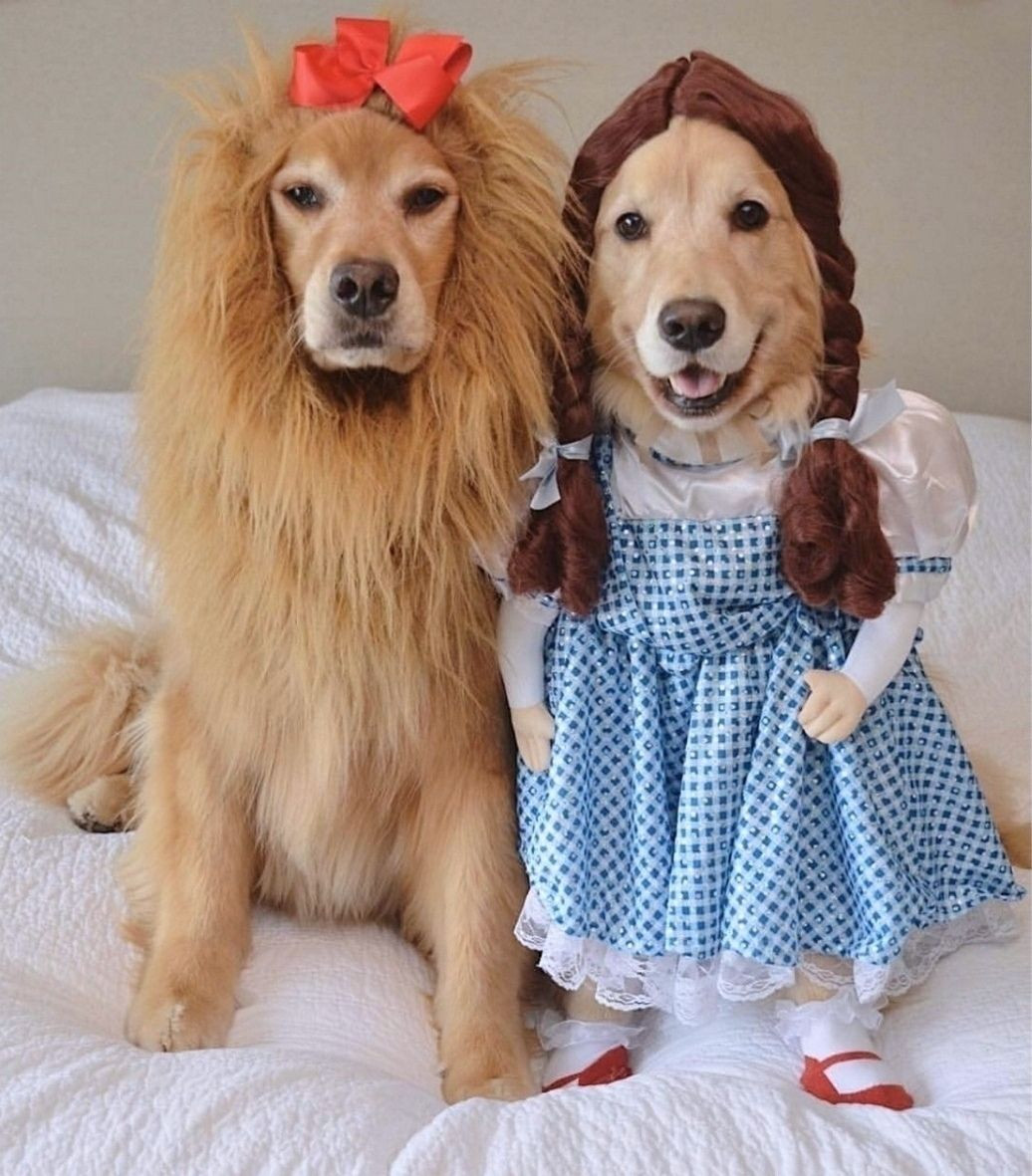 Adorable Dog Costumes Best Of 13 3k Likes 267 Ments Puppy Of the Day Puppyofday On Instagram