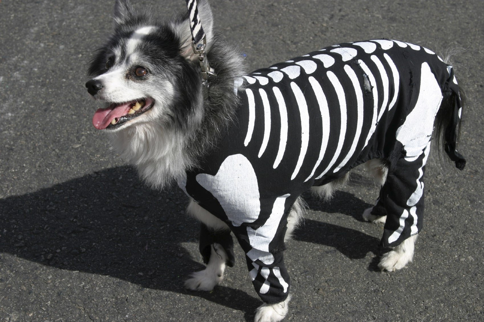 Animal Costumes for Dogs Fresh top 5 Adorable Pet Costumes This Year S Halloween