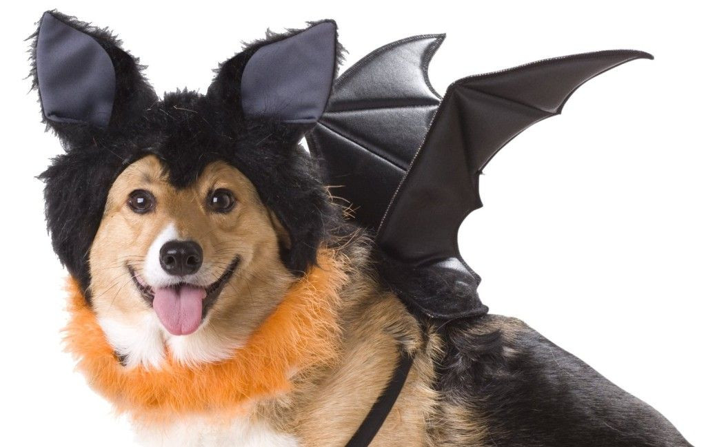 Bat Dog Halloween Costume Elegant Bat Dog Costume