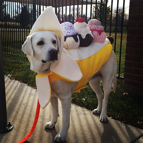 Best Big Dog Costumes Unique 19 Best Dog Costumes for A Howl Ing Good Halloween Bechewy