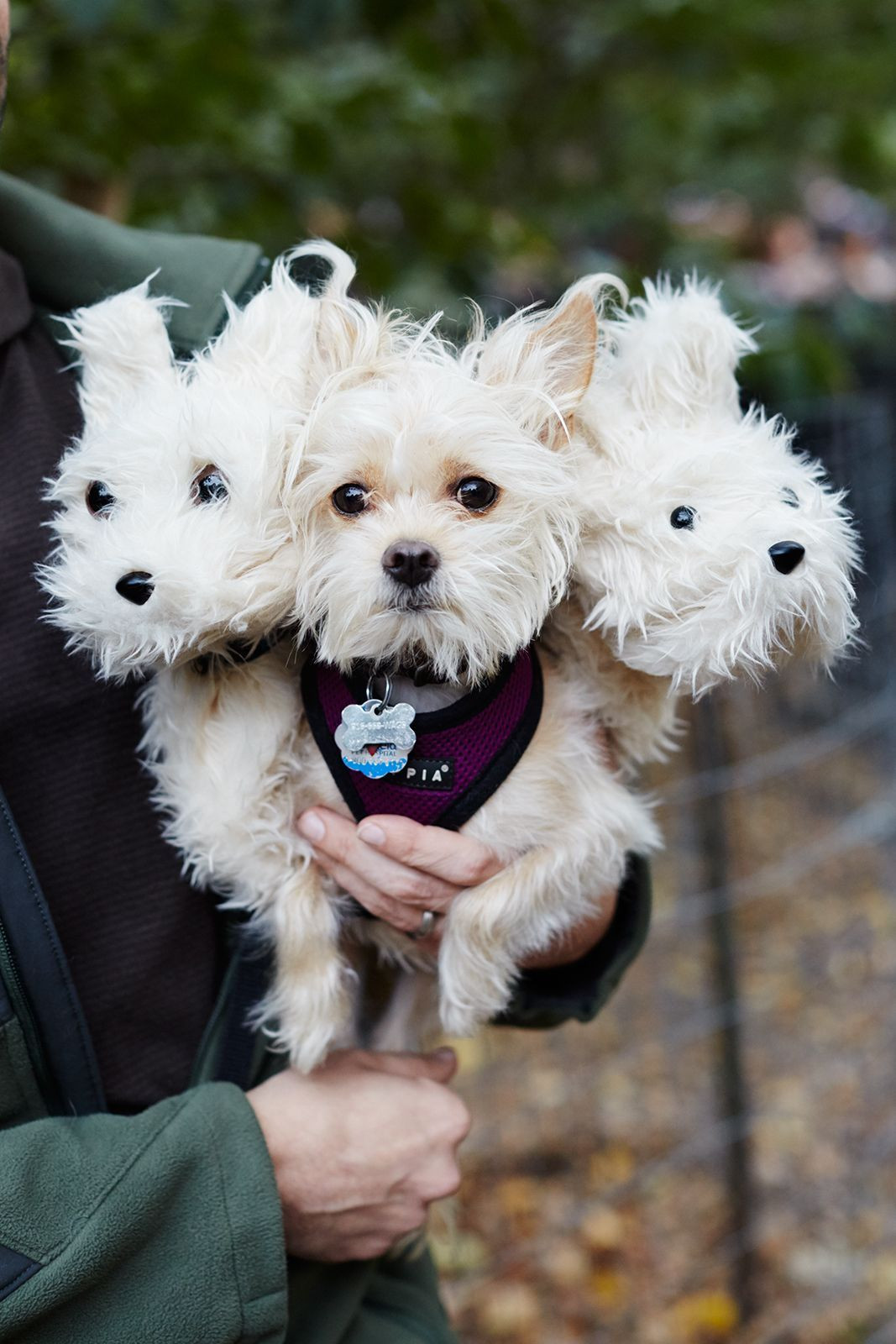 Best Costume with Dog Beautiful the 40 Best Dog Costumes Ever