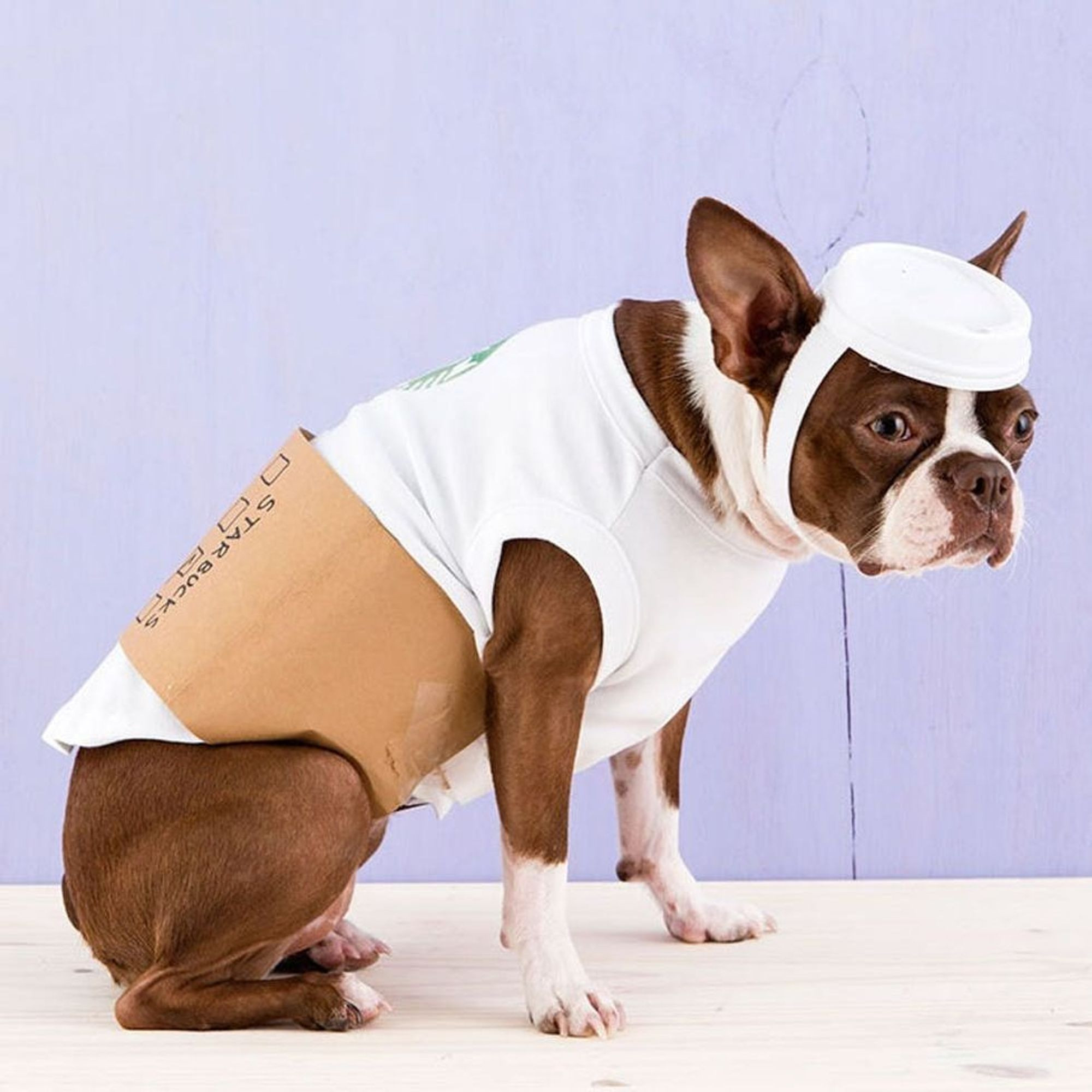 Best Dog Halloween Costumes Luxury 81 Of the Best Dog Halloween Costume Ideas for Your Pooch Brit Co