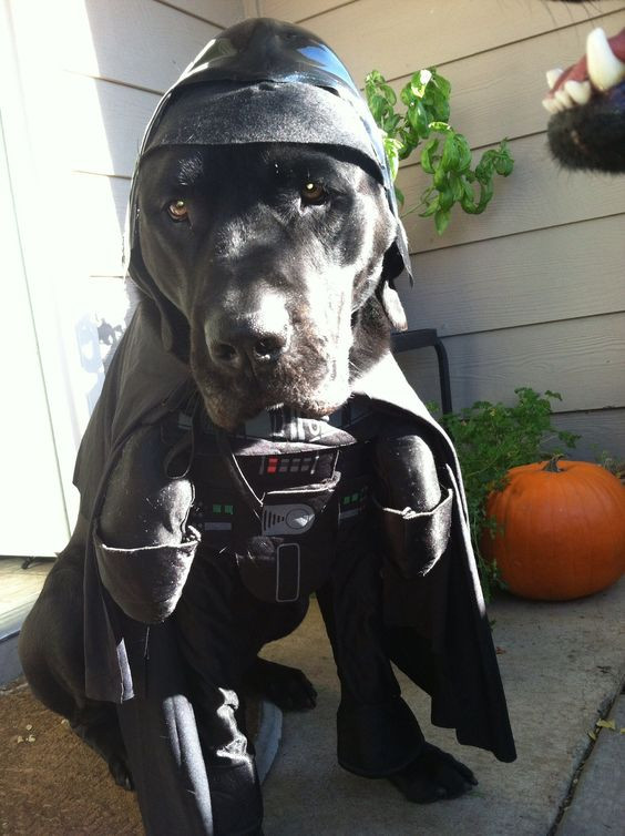 Black Dog Costume Luxury 17 Best Labrador Halloween Costume Ideas