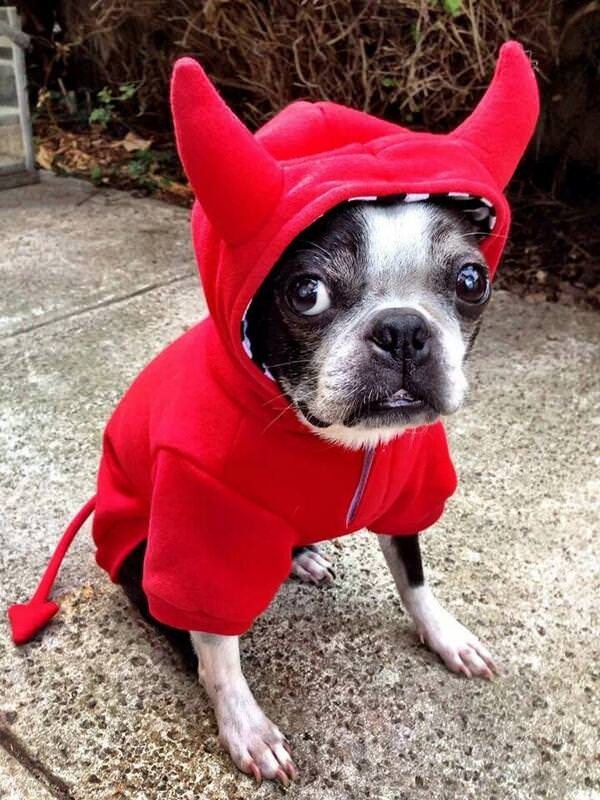 Boston Terrier Halloween Costume Beautiful 10 Costumes that Prove Boston Terriers Always Win at Halloween