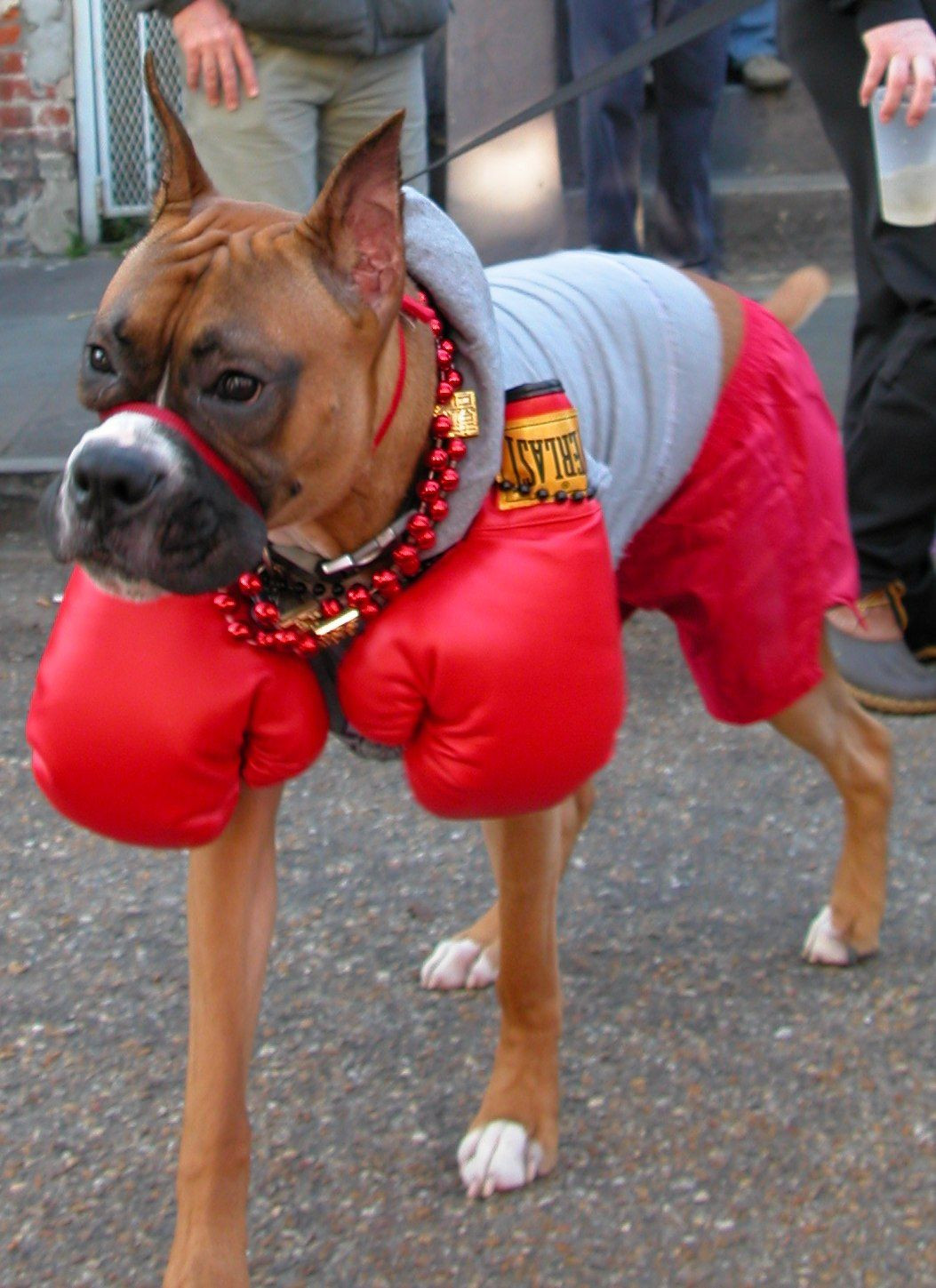 Boxer Dog Halloween Costume Best Of Handmade Boxer Cuddle Ring Sterling Silver 14k Gold Etsy