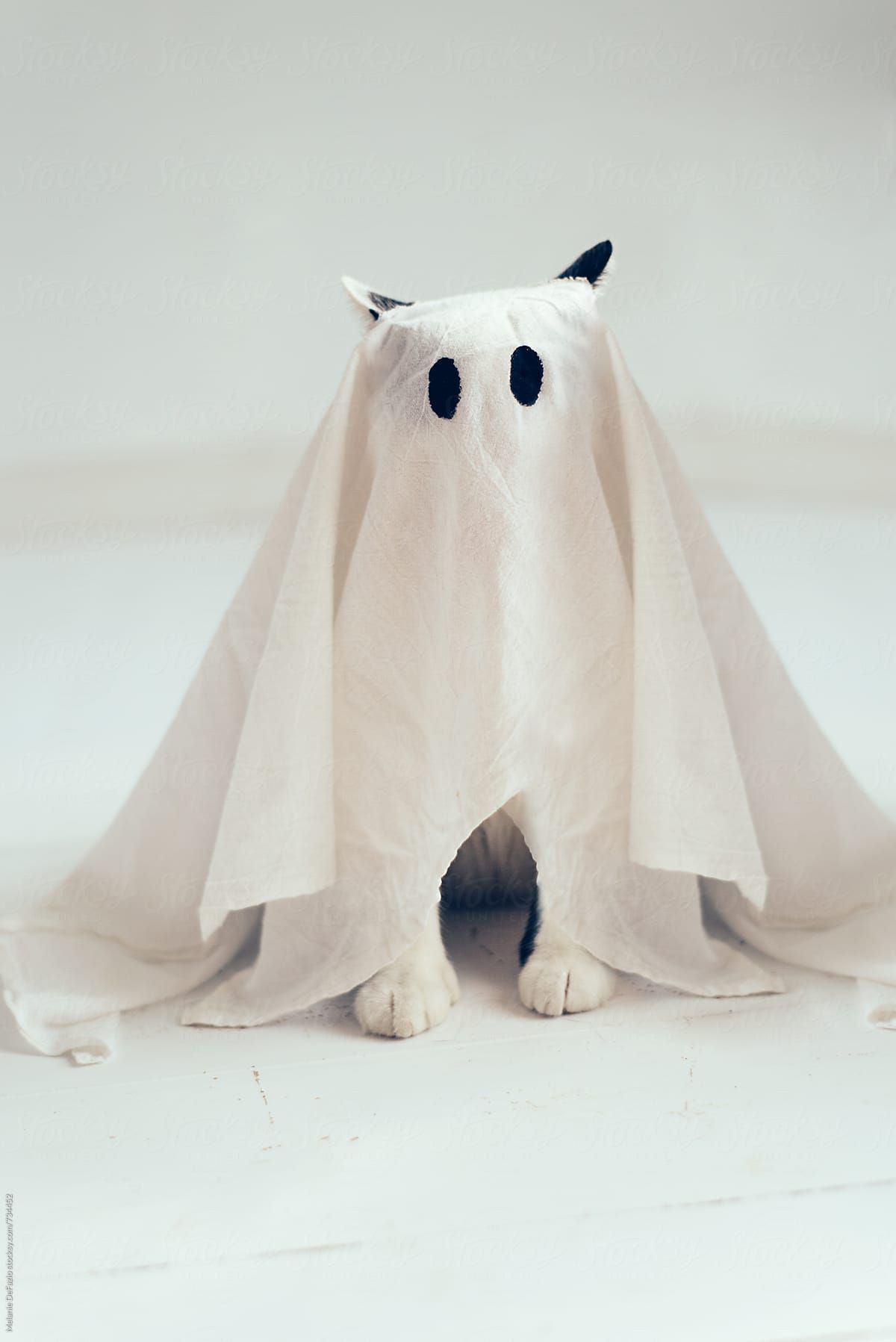 Cat In Ghost Costume Luxury Ghost Cat by Melanie Defazio