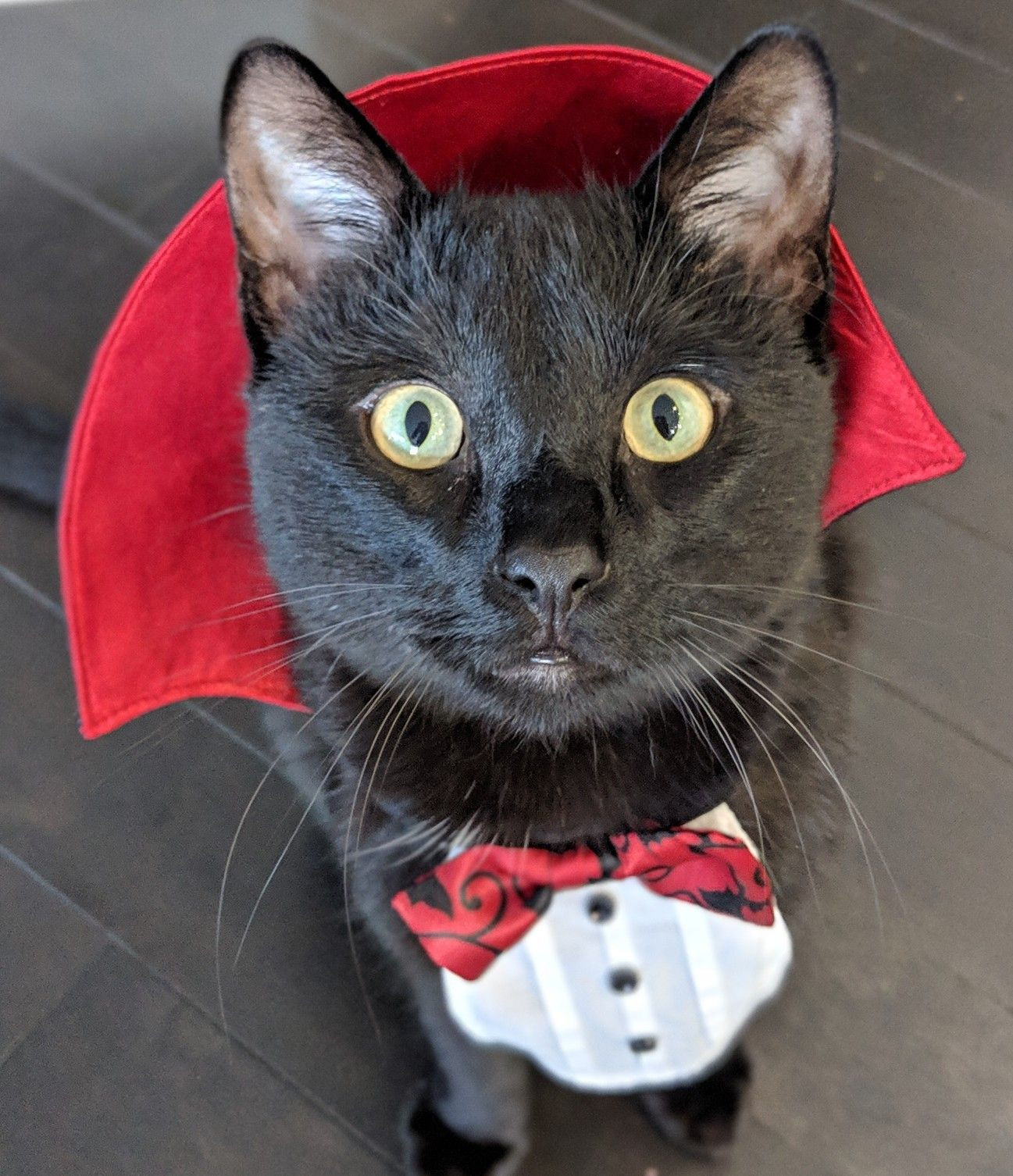 Cat In Vampire Costume Fresh Vampire Cat