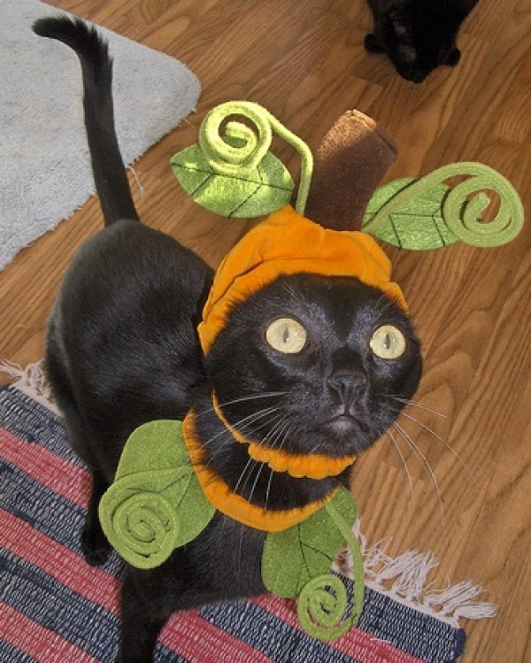 Cat Pumpkin Costume New Ten Cats Dressed as Pumpkins for the Big Halloween Party