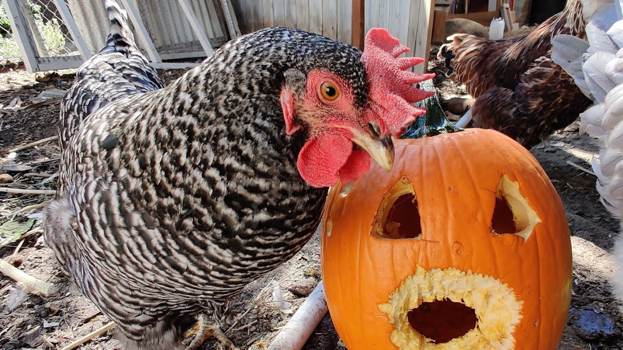 Chicken Carved Pumpkin Awesome Chickens Pumpkin Carving