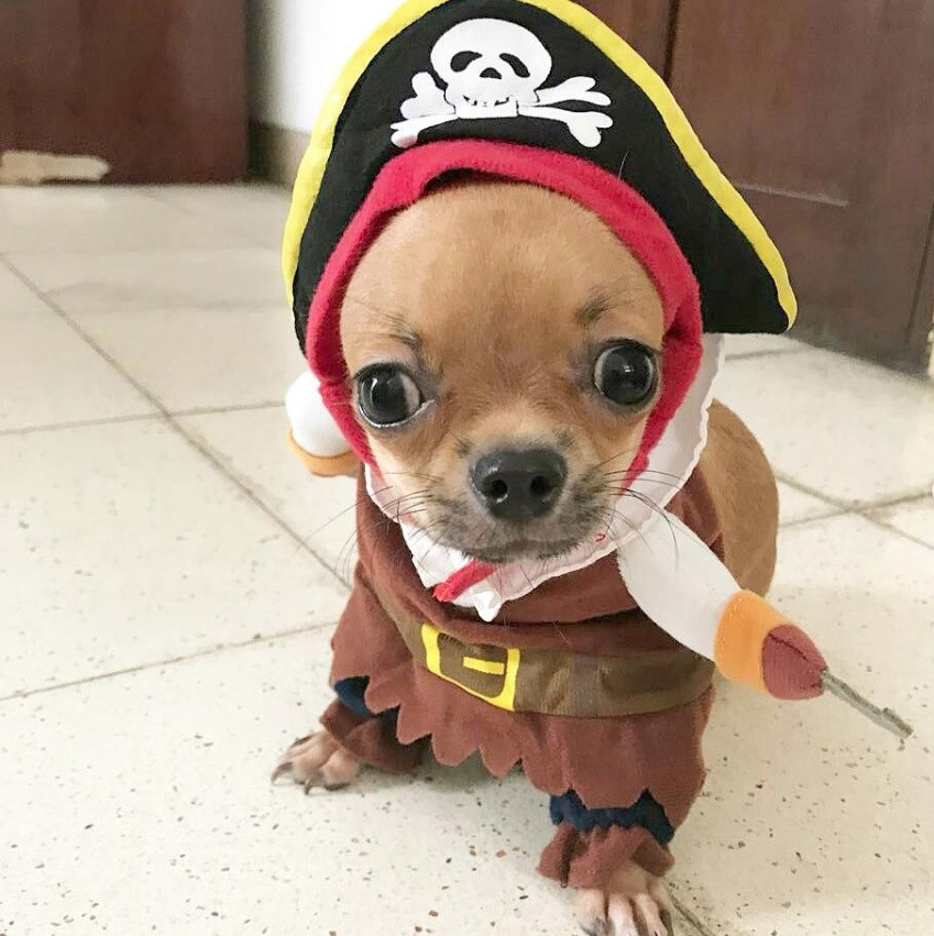 Chihuahua Halloween Costume Luxury 60 Best Halloween Costumes for Chihuahuas – Page 16 – the Paws