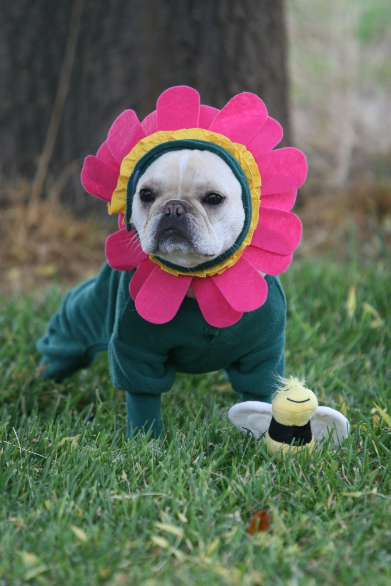 Cool Dog Costumes Lovely 22 Unique Dog Costume Ideas for Halloween the Barkpost