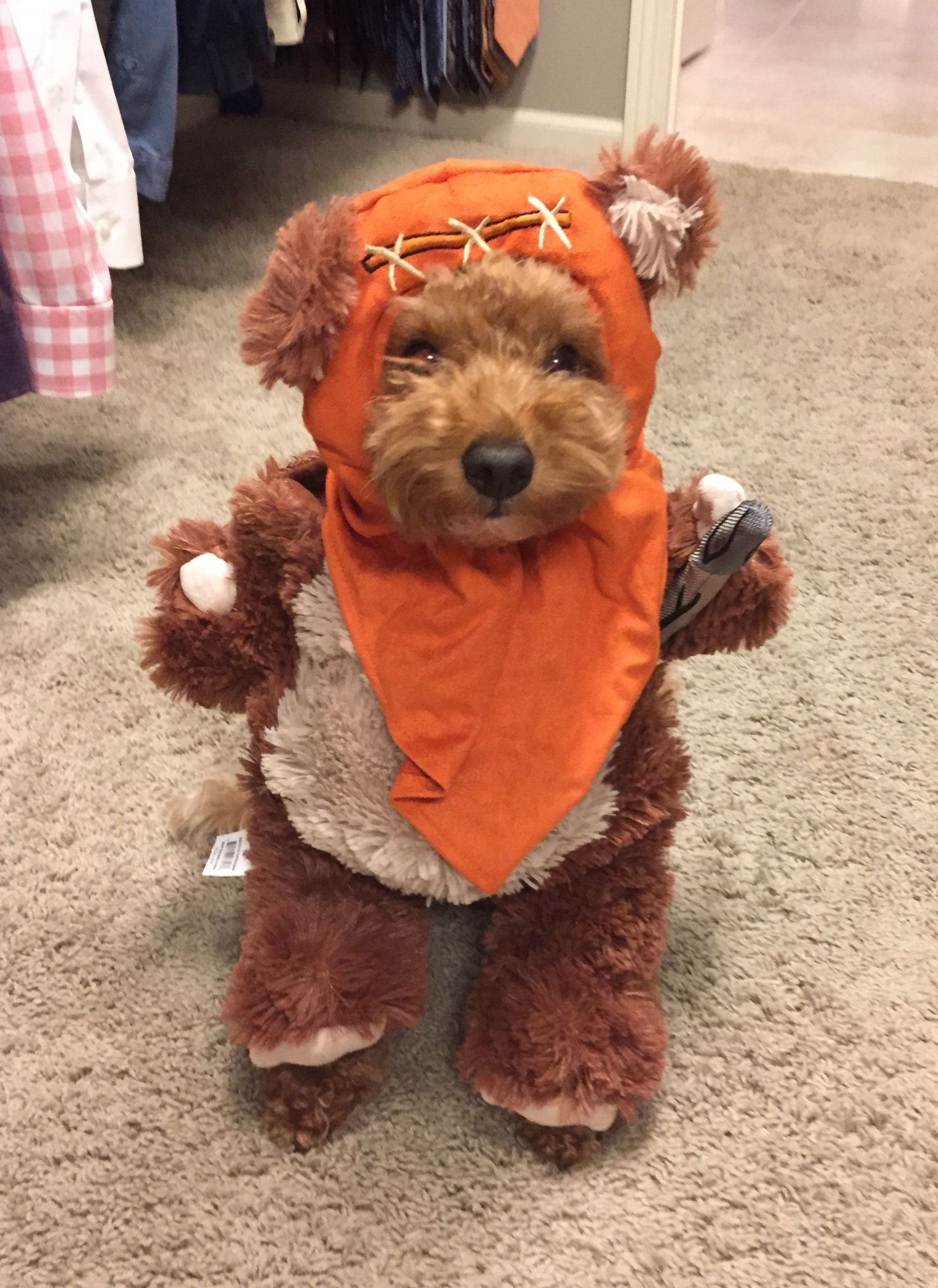 Costumes for Goldendoodles Luxury 10 Genius Halloween Costumes for Goldendoodles – Artofit