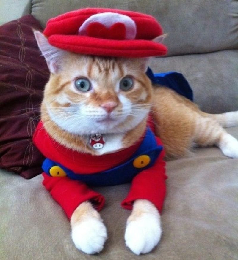 Cute Cat Costumes Elegant 30 Cat Costumes that are too Cute