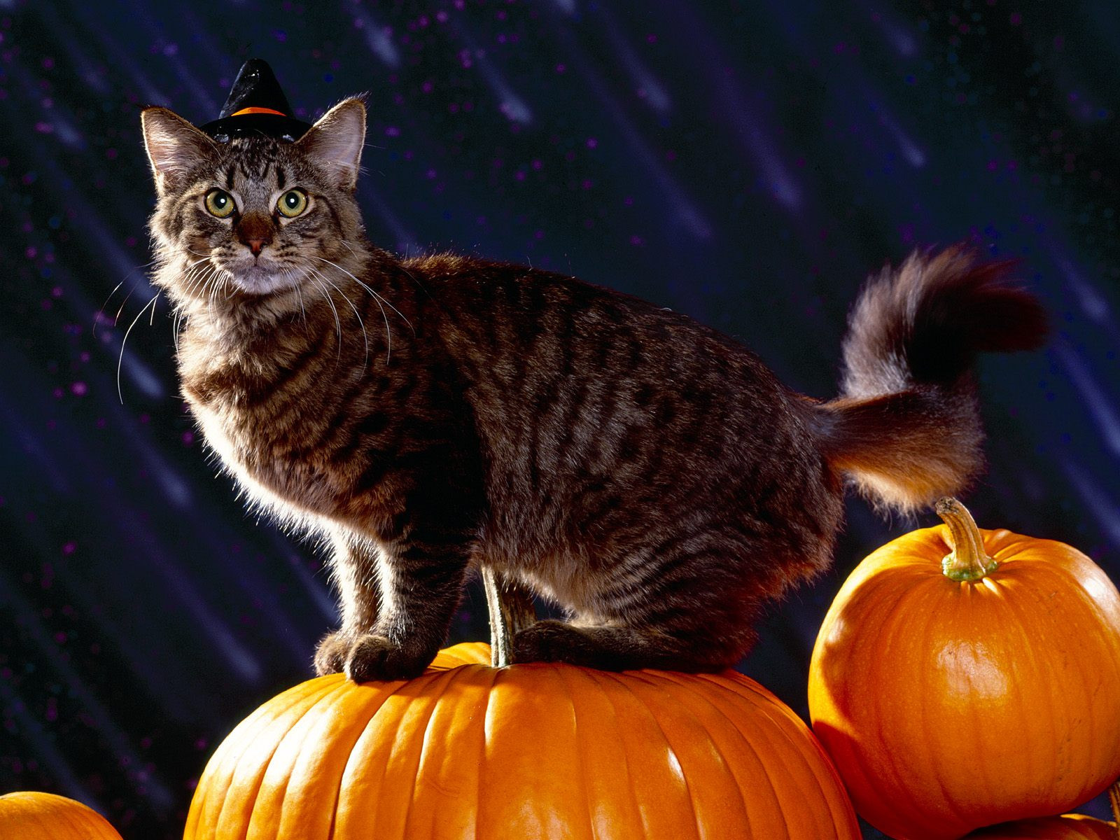 Cute Cat Halloween Lovely Cute Cat Halloween Wallpaper Wallpapersafari