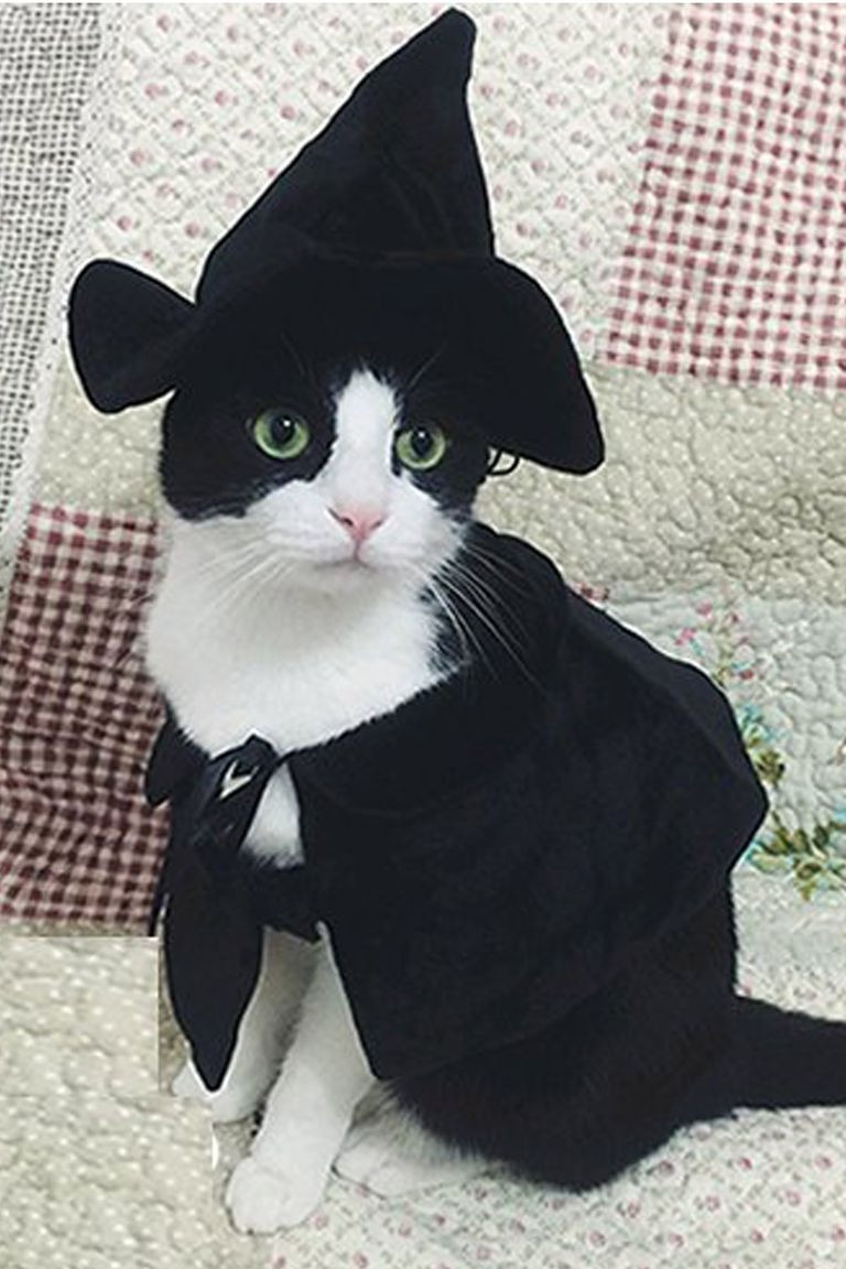 Cute Cats In Halloween Costumes Fresh 30 Pet Cat Halloween Costumes 2017 Cute Ideas for Cat Costumes