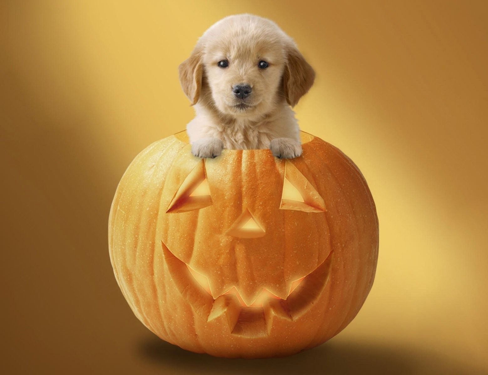 Cute Dog Halloween Awesome Cute Halloween Puppies Wallpapers Wallpaper Cave