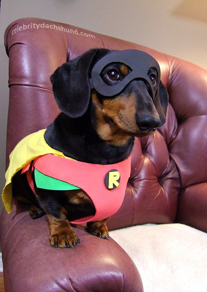 Dachshund Halloween Costume Beautiful My 10 Best Dog Costumes