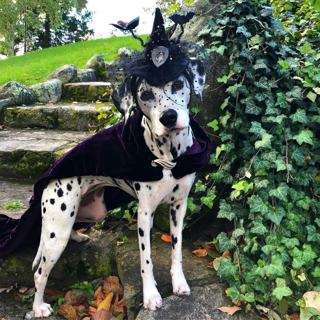 Dalmatian Dog Halloween Costume New 15 Funny Halloween Costumes for Dalmatian Dogs Page 2 Of 5