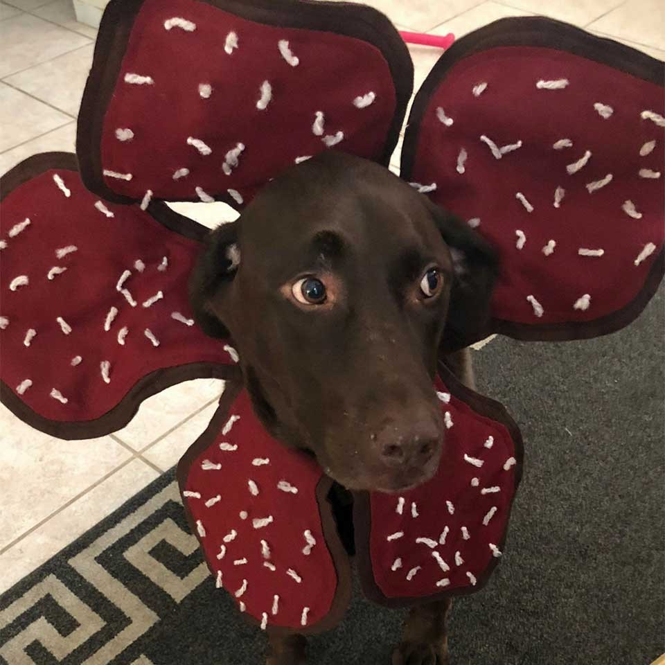 Demogorgon Stranger Things Dog Costume Awesome You Can Turn Your Pet Dog Into A Demogorgon Dog with This Handmade