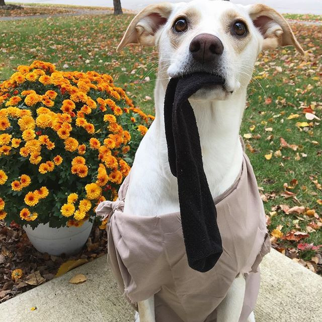 Dobby Dog Costume Elegant Diy Harry Potter Dobby Costume Maskerix