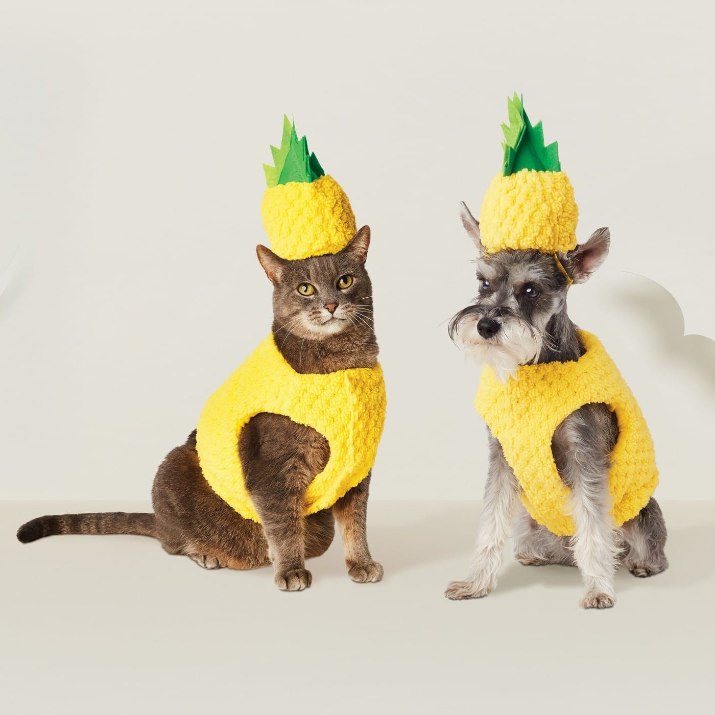 Dog and Cat Costumes Fresh 30 Dog and Cat Halloween Dress Up Ideas 2020