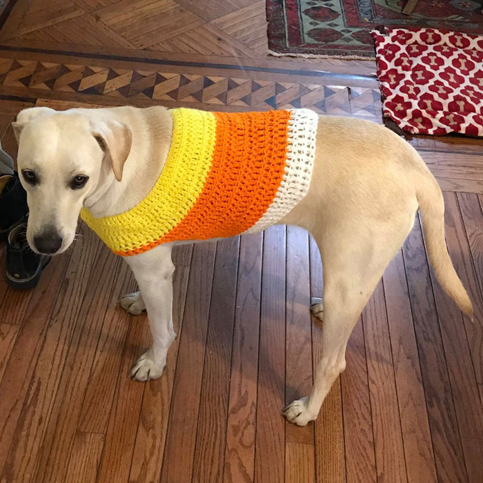 Dog Candy Corn Costume Best Of Dog Halloween Costume Ideas Spider Bee and More