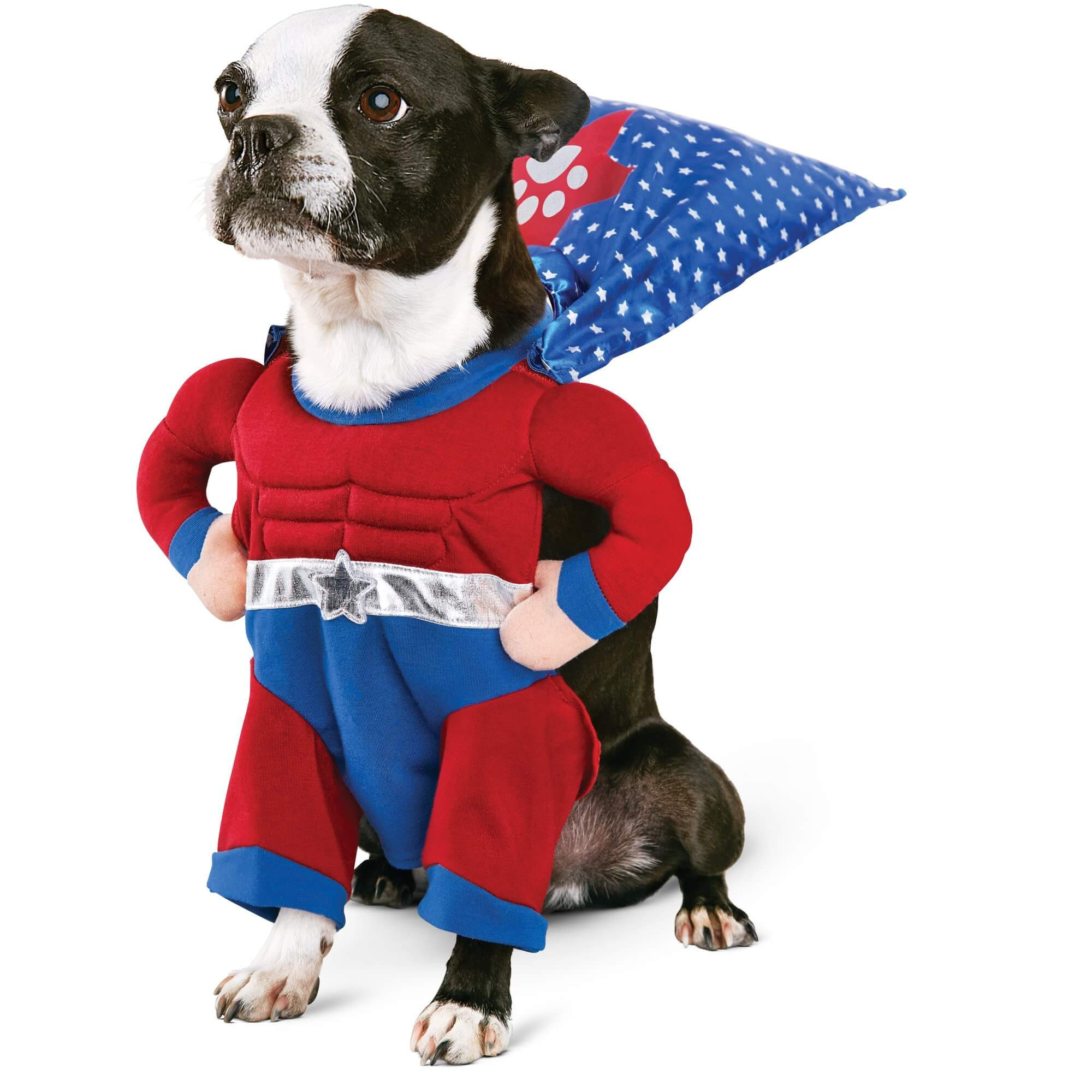 Dog Costume for Dogs Inspirational Halloween Costume Ideas for Dogs Festival Around the World