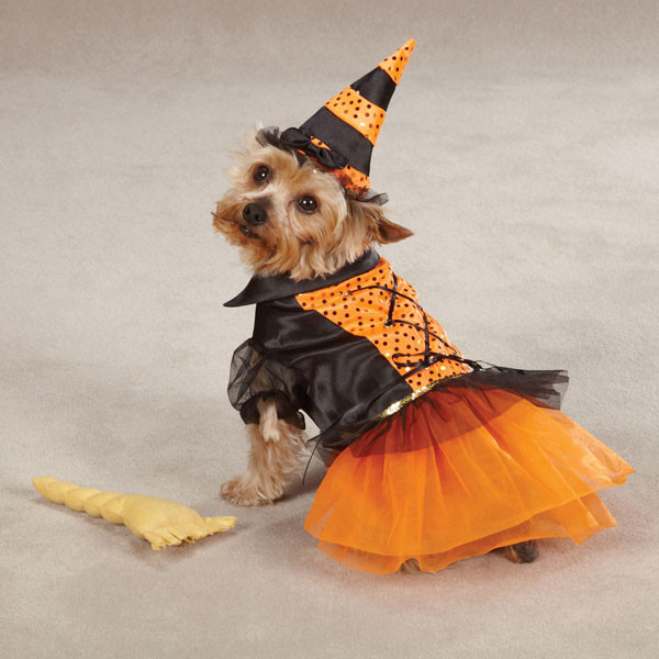 Dog Costume Witch Lovely Spellhound Witch Halloween Dog Costume