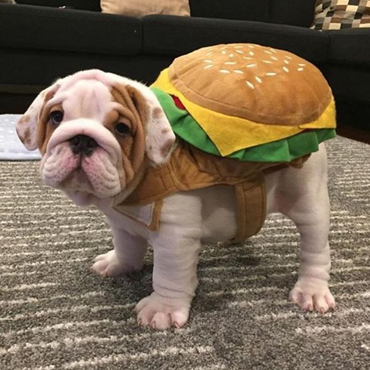 Dog Costumes for Bulldogs New 10 Costumes that Prove English Bulldogs Always Win at Halloween