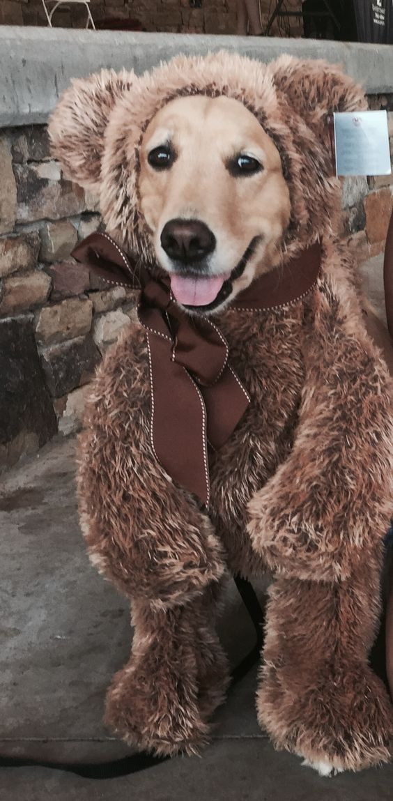 Dog Costumes for Golden Retrievers Inspirational 12 Costumes that Prove Golden Retrievers Always Win at Halloween