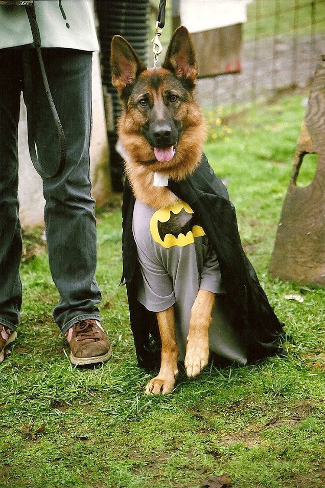 Dog Halloween Costumes German Shepherd Fresh 19 Costumes that Prove German Shepherds Always Win at Halloween