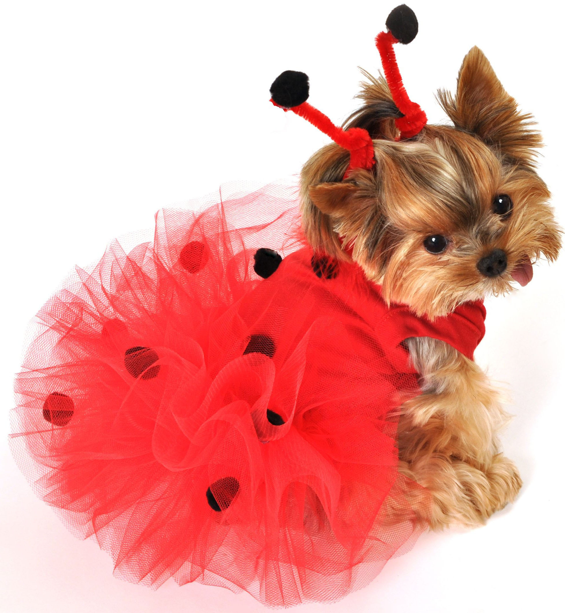 Dog Halloween Costumes Inspirational 35 Fun Pet Costumes for Halloween to Be Your Best Partner