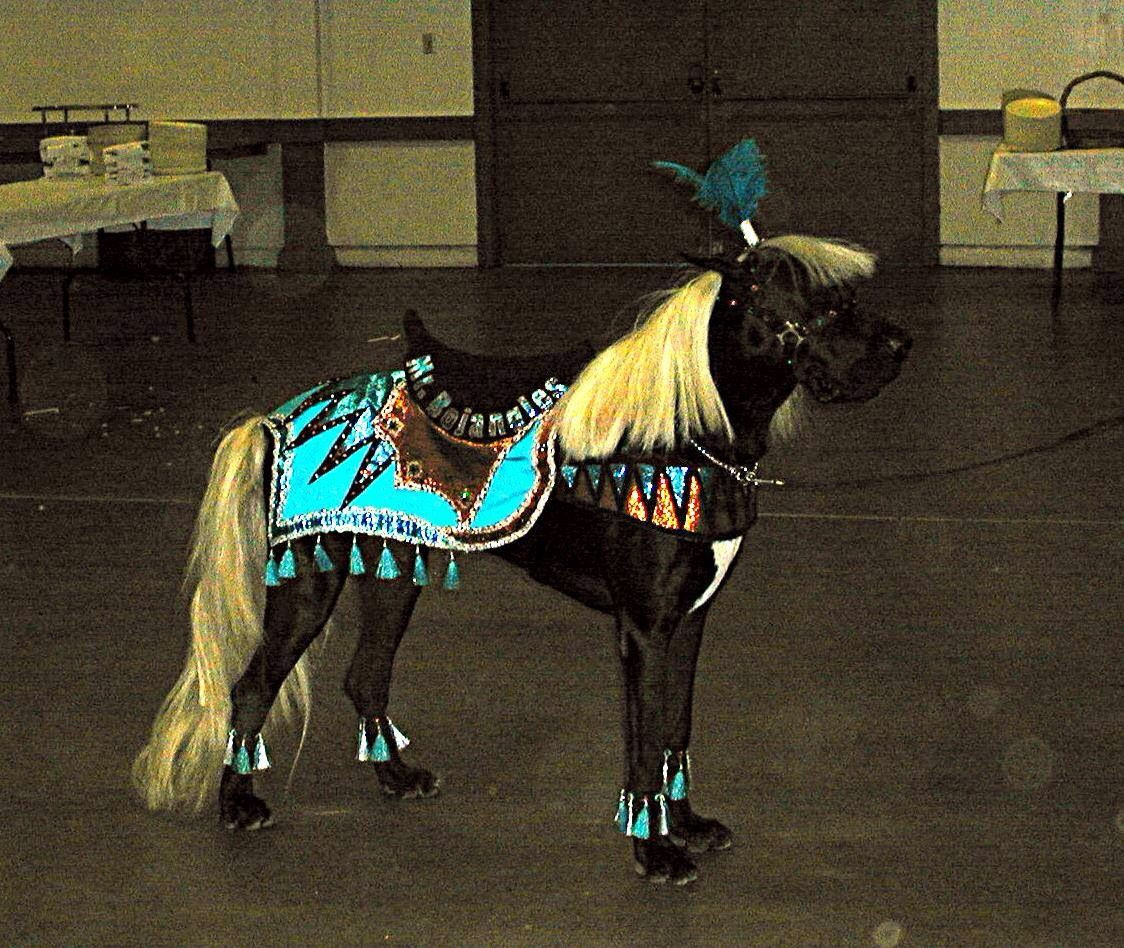 Dog Horse Costume Elegant Great Dane Halloween Dressed Up Like A Horse Haha