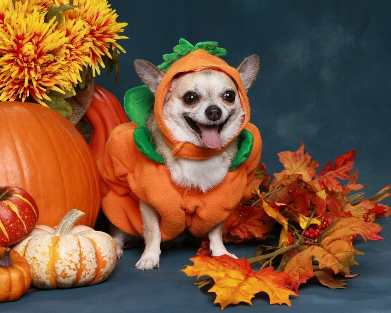 Dog In A Halloween Costume Fresh the Cutest Halloween Costumes for Pets