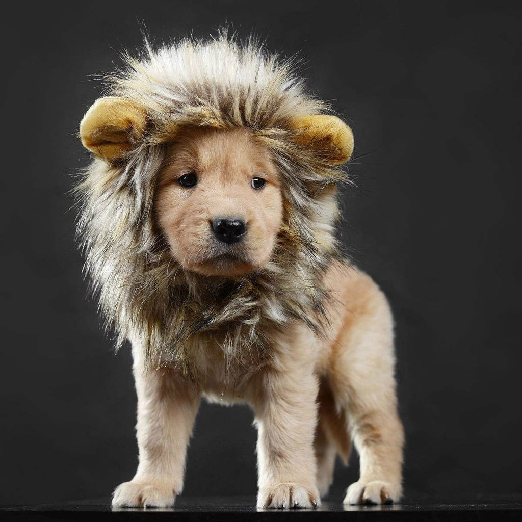 Dog Lion Costume Awesome Lion Mane Dog Costume Best Costumes for Dogs