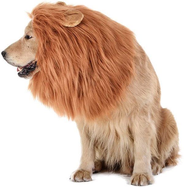 Dog Lion Halloween Costume Inspirational Dog Lion Costume