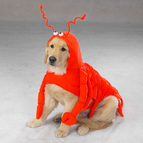 Dog Lobster Costume Best Of Lobster Dog Halloween Costume by Casual Canine