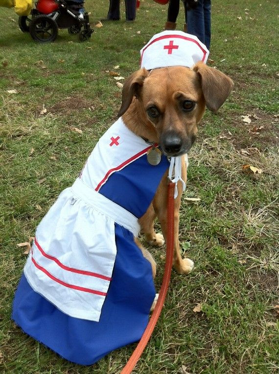 Dog Nurse Costume Lovely Pin On Helloo Nurse