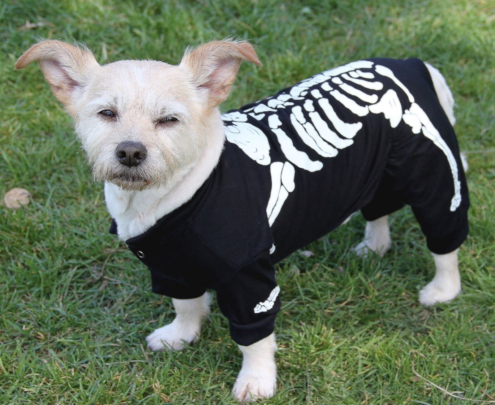 Dog Skeleton Costume Fresh Glow In the Dark Skeleton Dog Costume for Halloween