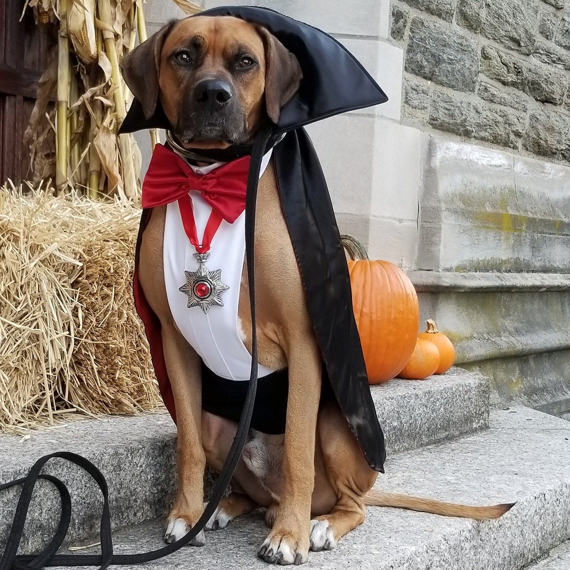 Dog Vampire Costume Best Of Dracula Vampire Dog Costume Etsy