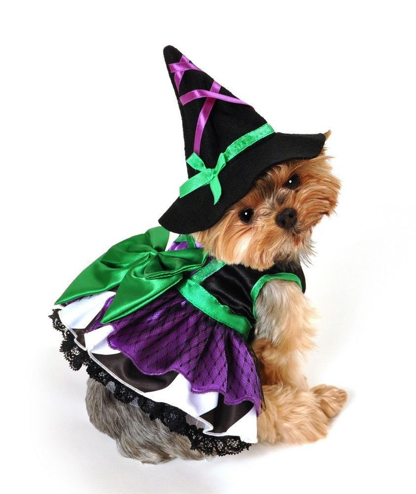 Dog Witch Costume Inspirational Enchanting &quot;emerald and Purple Witch&quot; Dog Costume