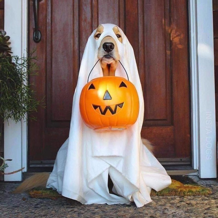 Dog with Ghost Costume Elegant Ghost Dog Costume