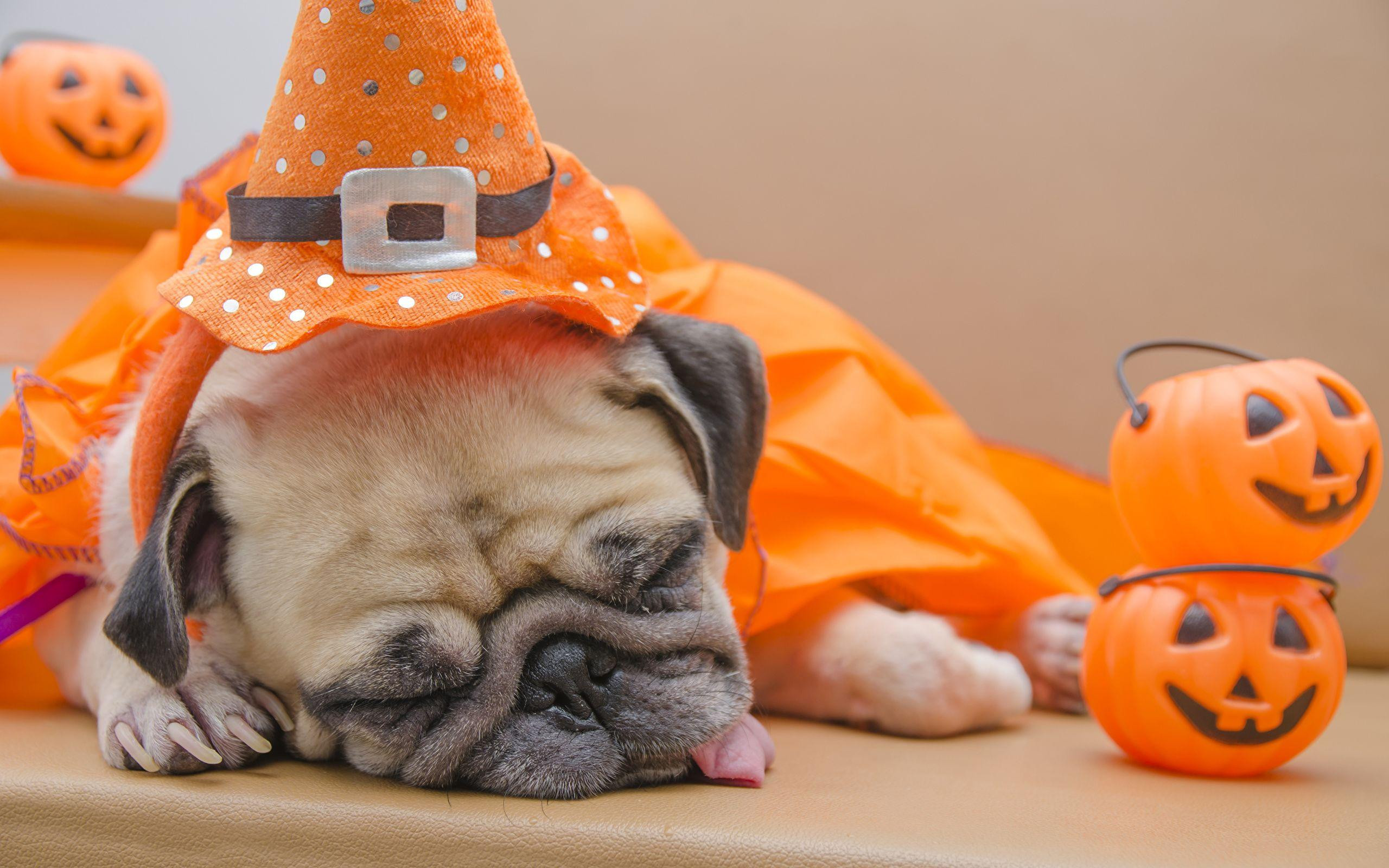 Dogs and Halloween Awesome Halloween Dogs Wallpapers Wallpaper Cave