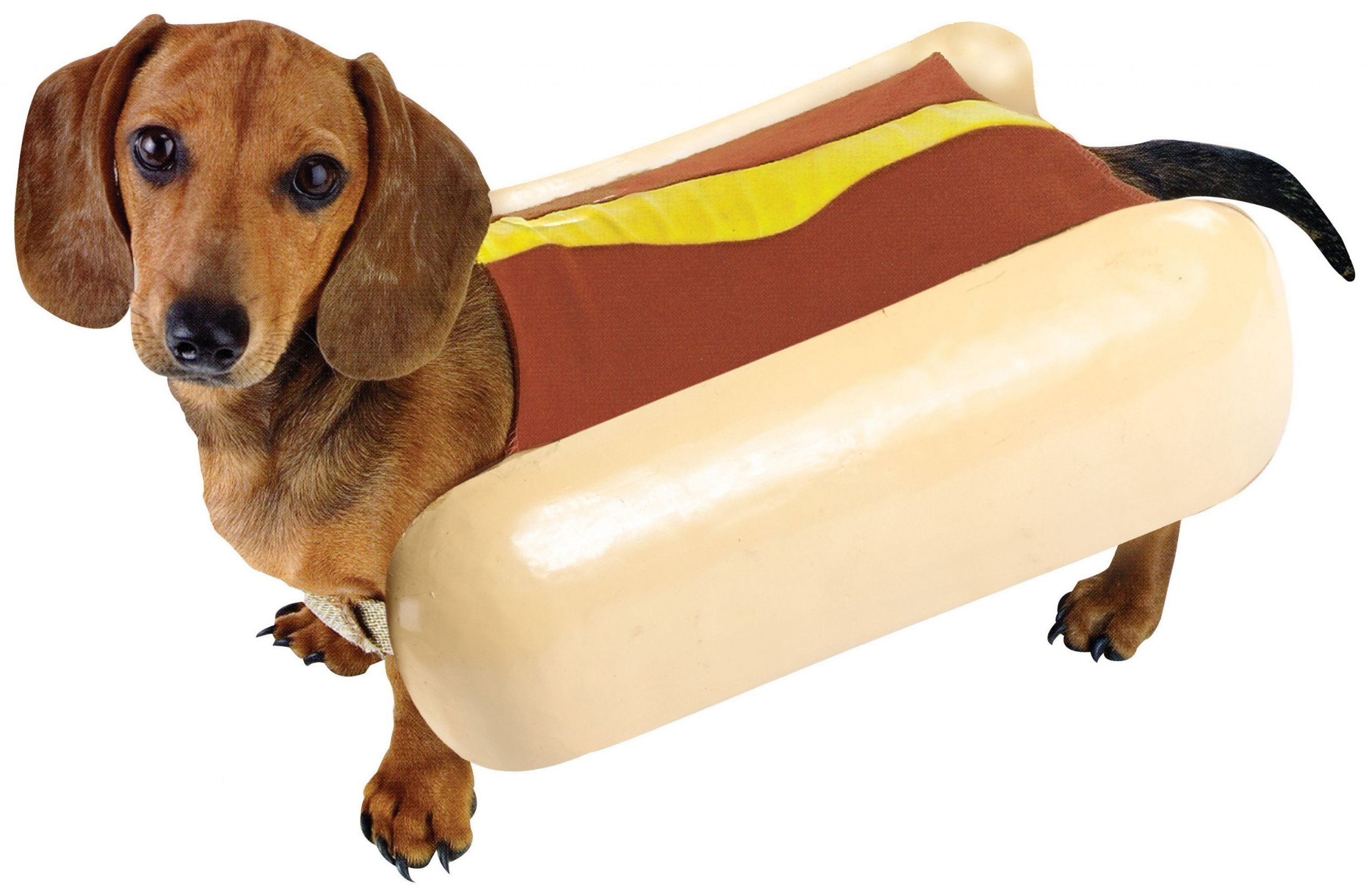 Dogs In Hot Dog Costumes Luxury Hot Dog