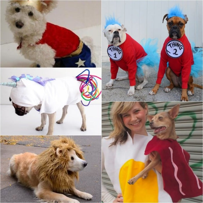 Easy Dog Costumes Luxury Homemade Dog Costumes 15 Diy Costumes for Your Dog