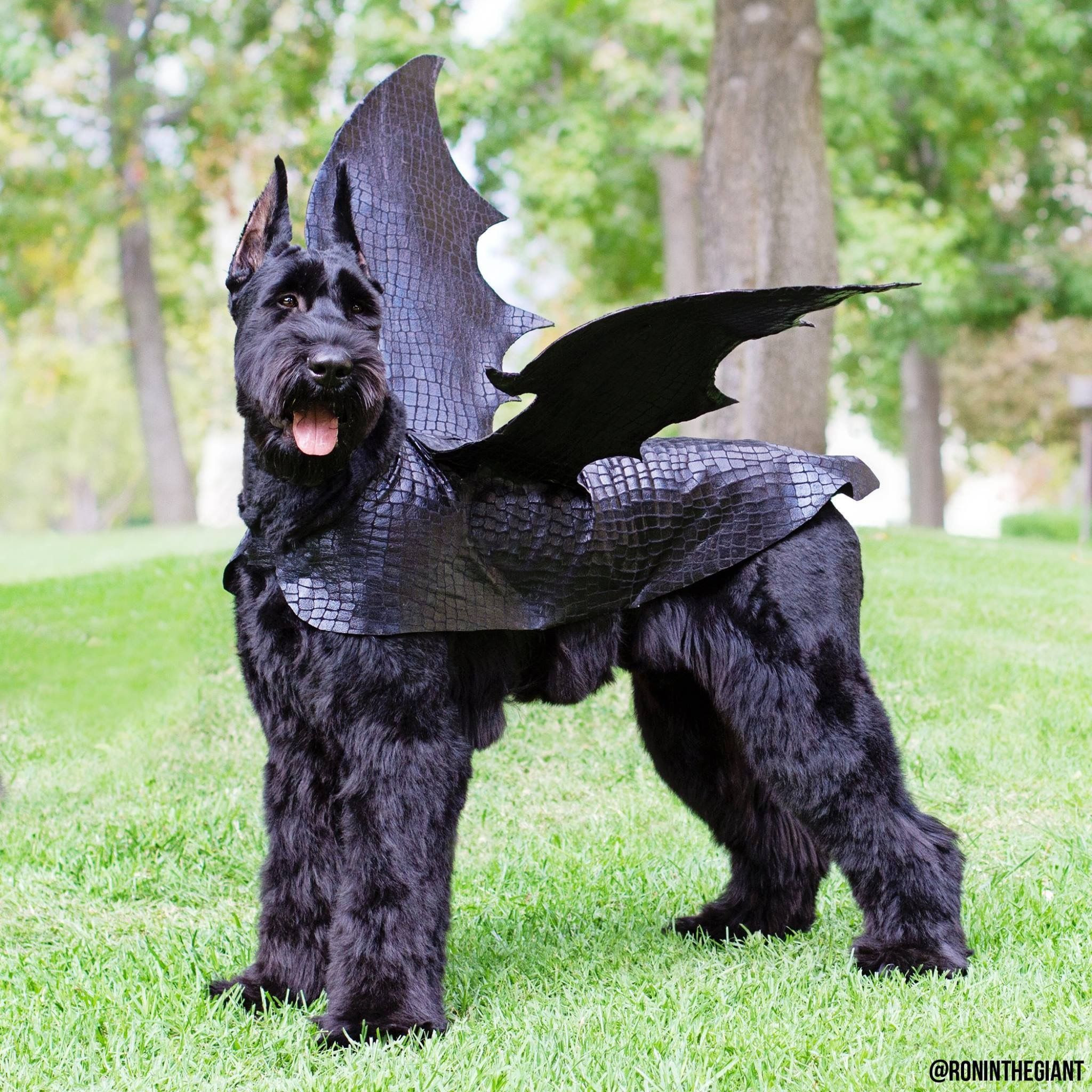 Extra Large Dog Costumes Best Of Pin by Ann Kelly On Giants