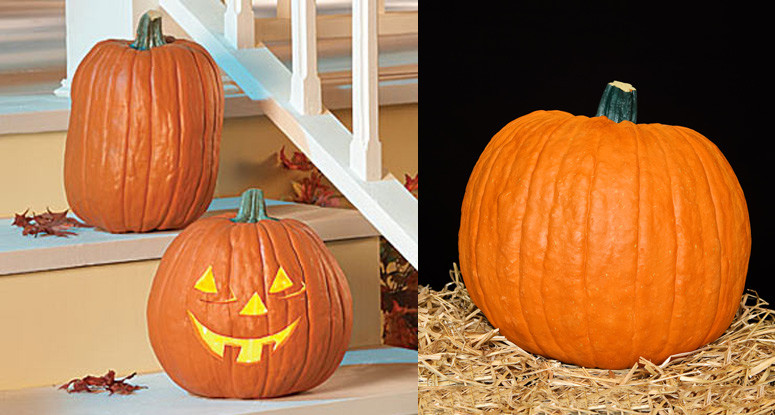 Faux Carvable Pumpkins Inspirational Faux Pumpkins Realistic No Mess Flameless Carvable