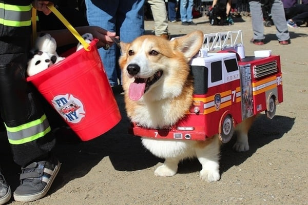 Fire Truck Costume for Dogs New 60 Spooky and Cute Halloween Costumes for Pets Designbump