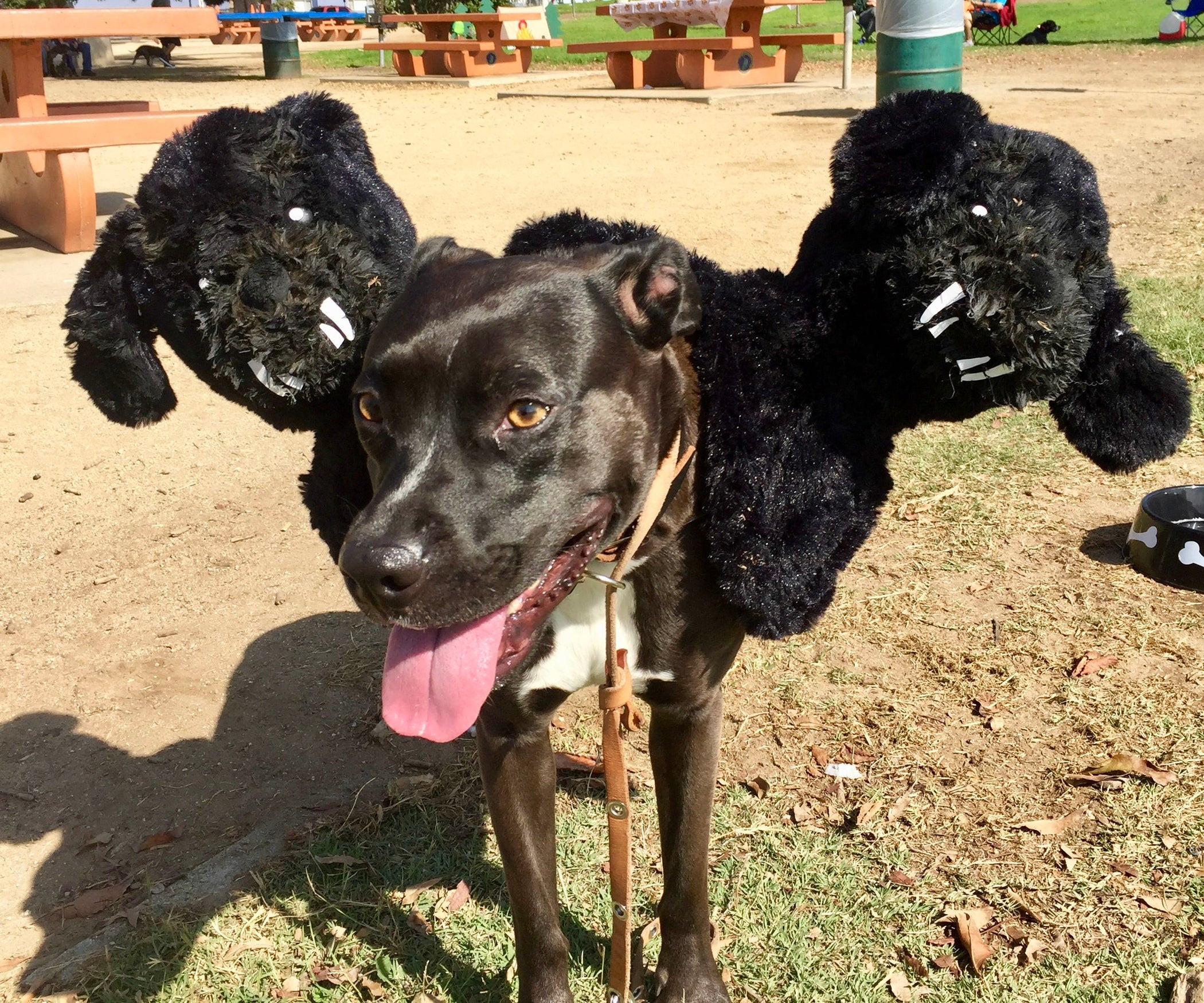 Fluffy Dog Costume Harry Potter Lovely Cerberus Aka &quot;fluffy&quot; Costume for Your Dog 8 Steps with