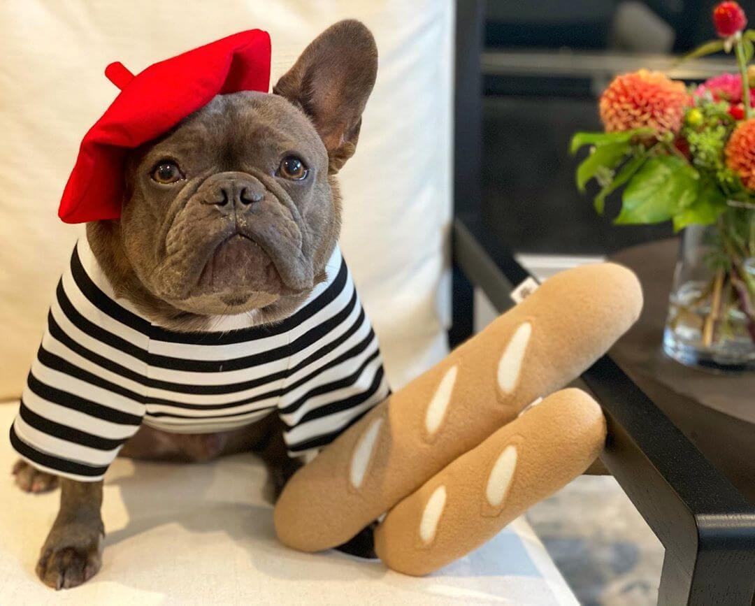 French Bulldog Halloween Costumes Elegant 15 Interesting Halloween Costume Ideas for Your French Bulldog